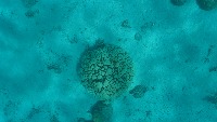 Chromis counter project thumbnail