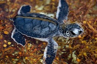 Marine animal detection project thumbnail