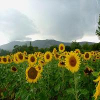 Find sunflowers and s project thumbnail