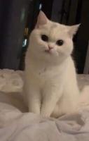 Pet Detection project thumbnail