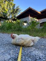 chicken_body_3size_model project thumbnail