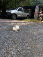 chicken dt auto project thumbnail