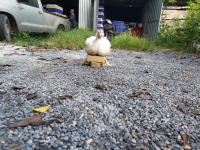 chicken dt body segment BASE project thumbnail