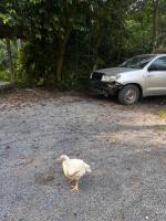 chicken dt project thumbnail