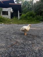 chicken dt body segment project thumbnail