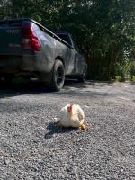 chicken dt body segment2 project thumbnail