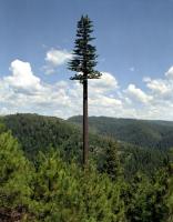 tree project thumbnail