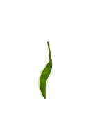Chili Project project thumbnail