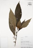 Leaf project thumbnail