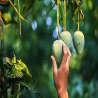Segmentation_des_Fruits project thumbnail