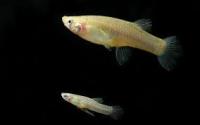 fish project thumbnail