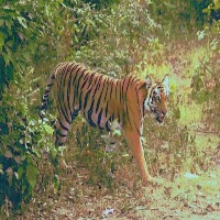 Dataset Image