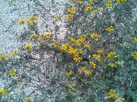 POLLINATOR 2024 project thumbnail
