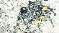 Diurnal Pollinator low hq cameras project thumbnail