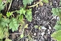 rumput project thumbnail