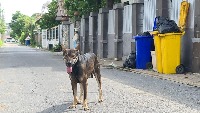 Dataset Image