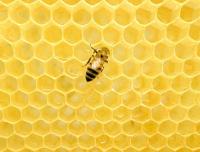 Bee Second project thumbnail