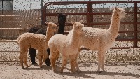 Nitesh_Alpaca Detector project thumbnail