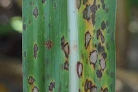 sugarcanes project thumbnail