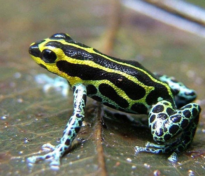 frog detection Object Detection Dataset by abhinav