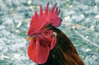 healthy,sick chicken; project thumbnail