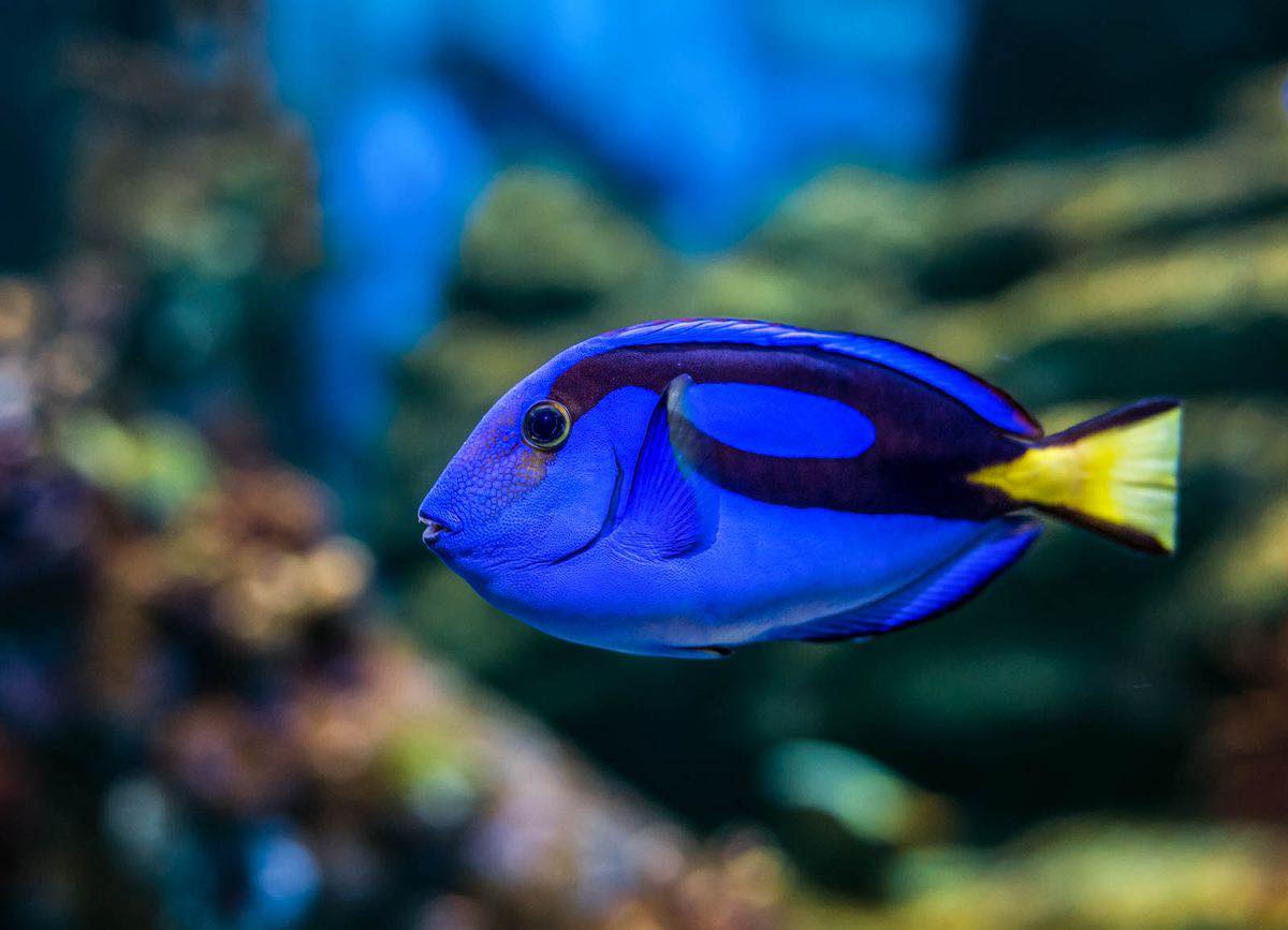 Fish Object Detection Model by Dobby