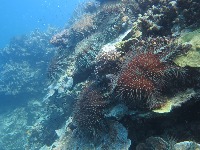 STARFISH project thumbnail