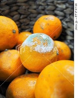 rotten orangee project thumbnail