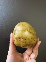 potato project thumbnail