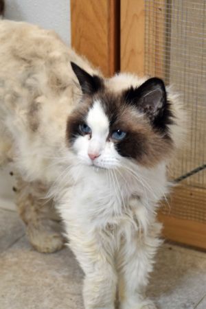 ragdoll Object Detection Dataset by breed