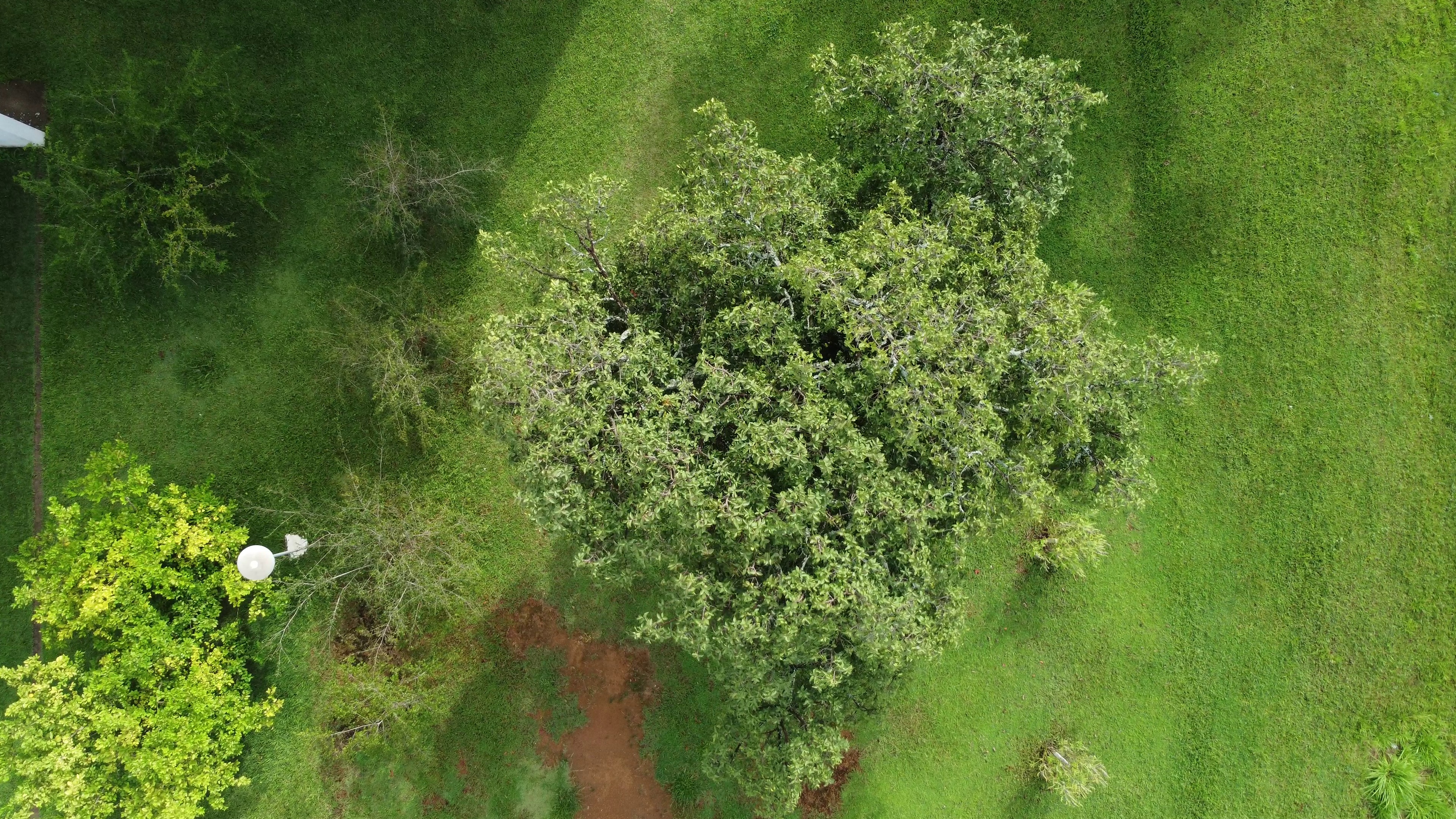 Cerrado_trees Instance Segmentation Dataset by Treespecies
