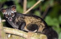 Common palm civet project thumbnail