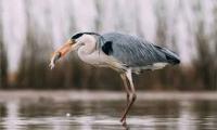 Gray Heron testing project thumbnail