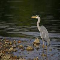 Grey Heron project thumbnail