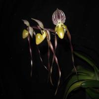 orchid_detection project thumbnail