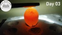 Egg's Age by Candling project thumbnail