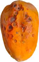 Papaya-Disease project thumbnail