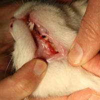Cat Dental project thumbnail