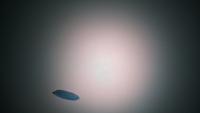 Rice Object Detection_Cult/Weedy project thumbnail