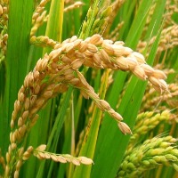 Rice Plant project thumbnail