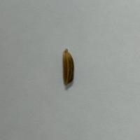 RiceDetection project thumbnail