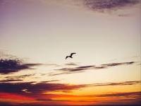 DRONES - BIRD_RANDI_BAGUS project thumbnail