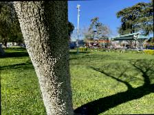 More Tree Detection Object Detection Dataset by Beretania