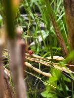 Pest Detection project thumbnail