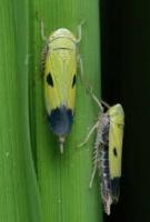 PestDetectionSystem project thumbnail