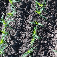 maize_seeding project thumbnail
