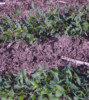 soybeans-weed project thumbnail