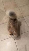 Yuanbao-Tail-Pose project thumbnail