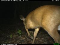 Ai animal project thumbnail