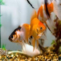 fish project thumbnail